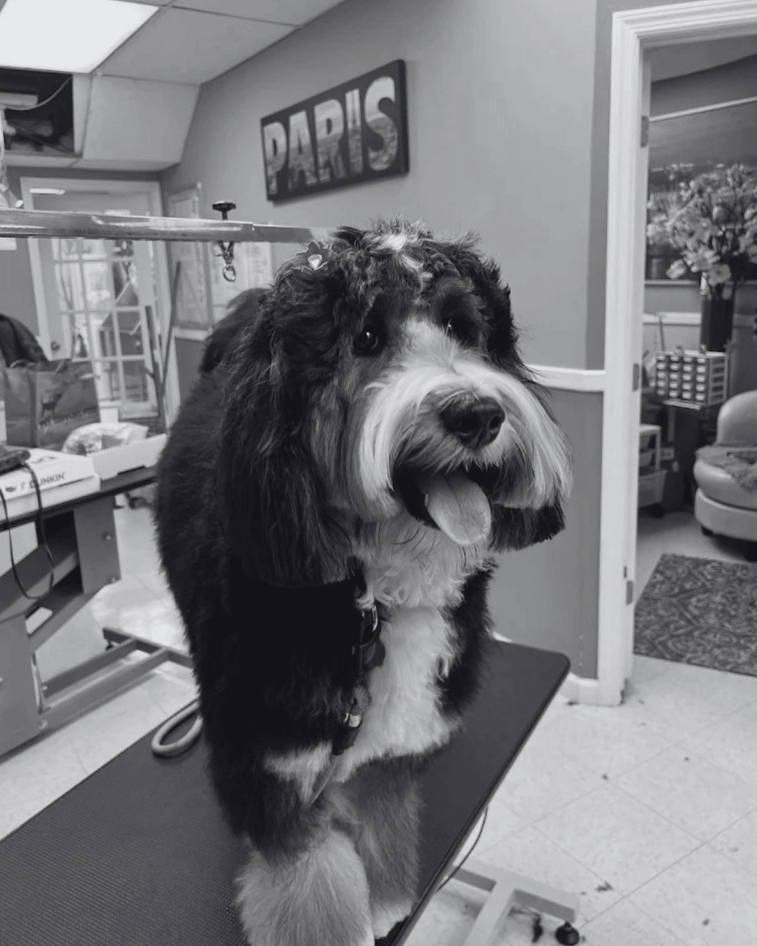 Black White Brown Dog Grooming Transformation