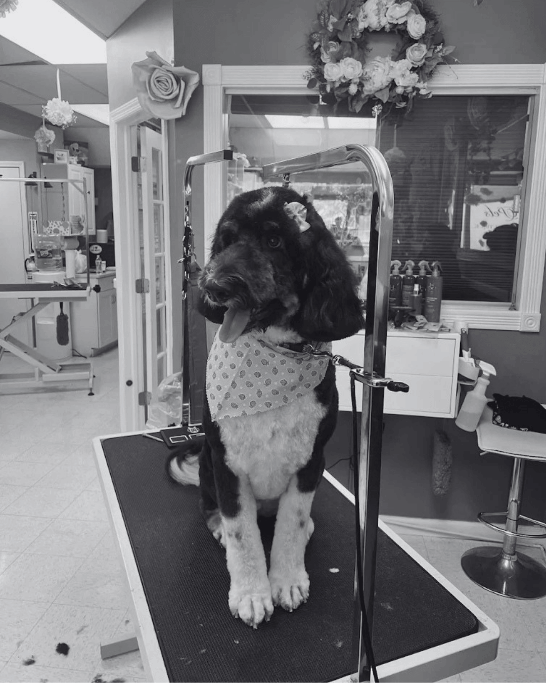 Black and White Dog Grooming Transformation