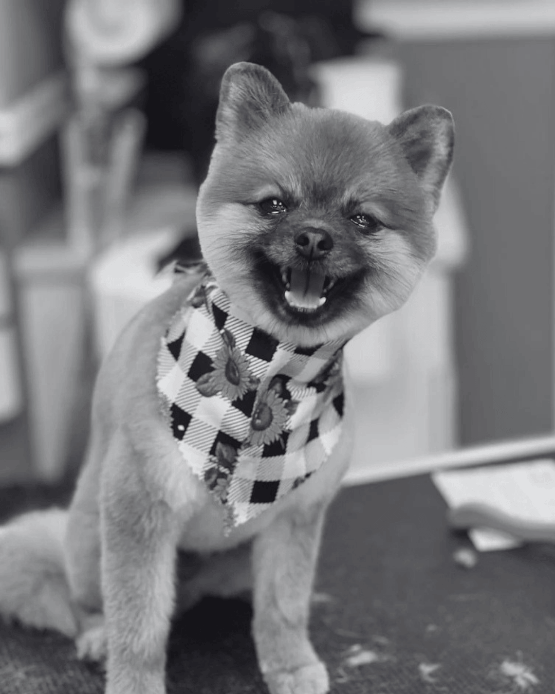 Brown and Tan Dog Grooming Transformation
