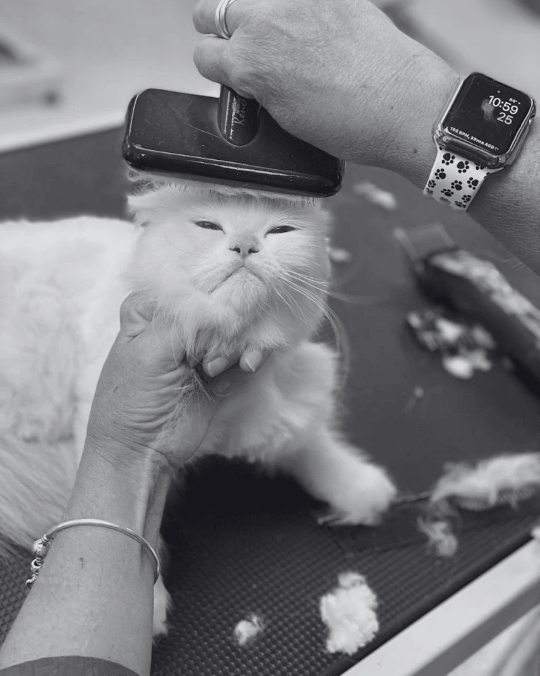 Cat Grooming Service