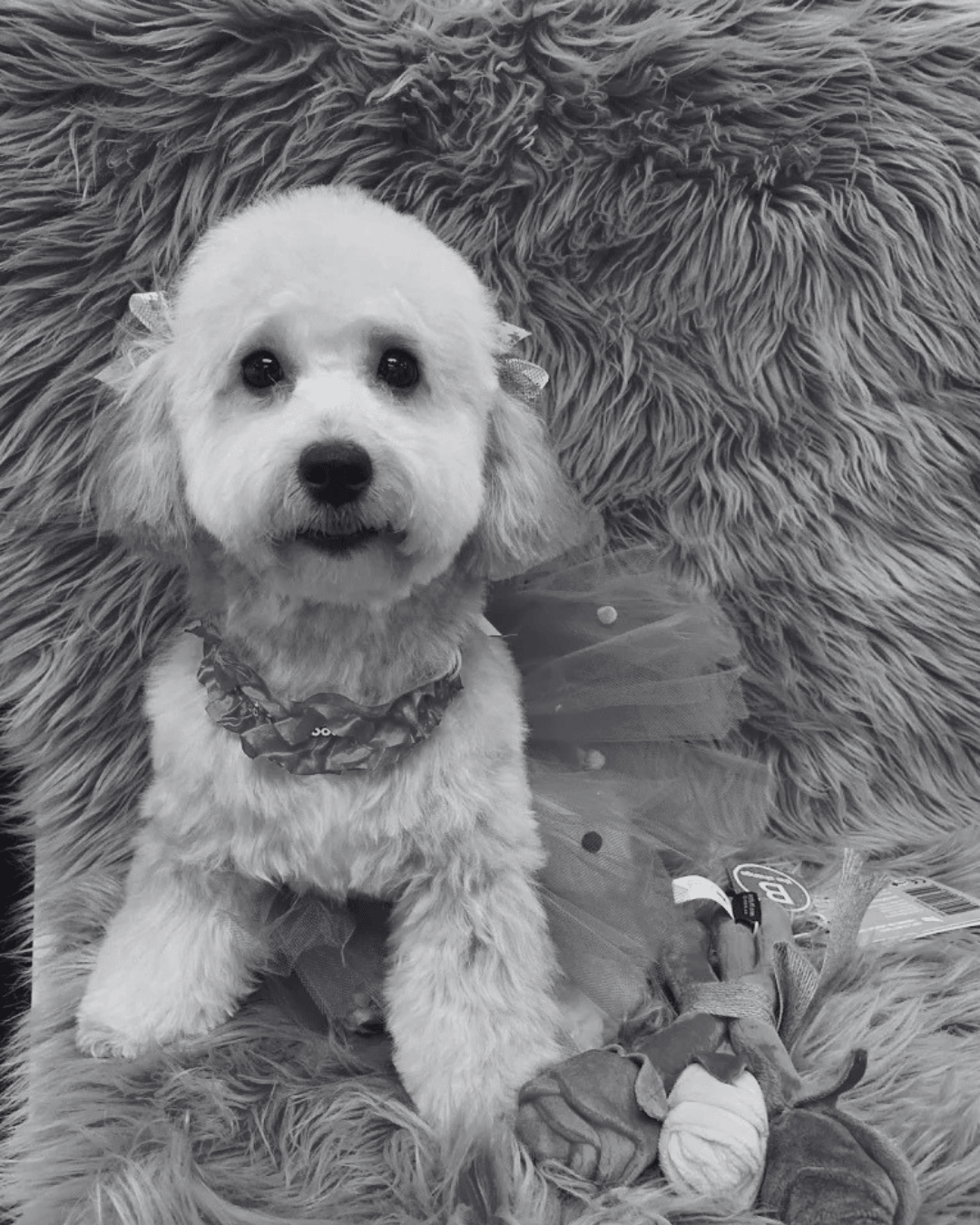 White and Brown Dog Grooming Transformation